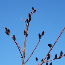 Salix gracilistyla 'Melanostachys' Salix gracilistyla 'Melanostachys'