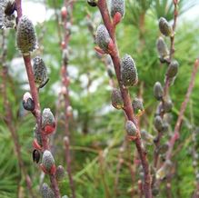 Salix irrorata 'Rosemary Verey' Salix irrorata 'Rosemary Verey'