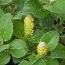 Salix nakamurana var. yezo-alpina Salix nakamurana var. yezo-alpina