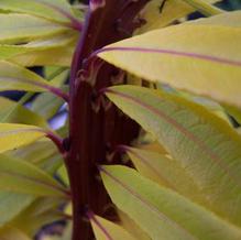 Salix sachalinensis 'Sekka'