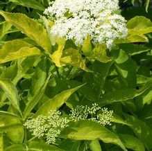 Sambucus canadensis 'Aurea' Sambucus canadensis 'Aurea'