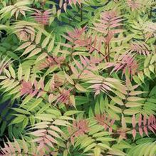 Sorbaria sorbifolia 'Sem' Sorbaria sorbifolia 'Sem'