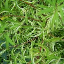 Spiraea thunbergii 'Mt. Fuji' Spiraea thunbergii 'Mt. Fuji'