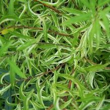 Spiraea thunbergii 'Mt. Fuji'