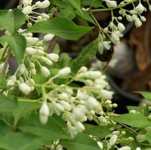 Staphylea bumalda Staphylea bumalda