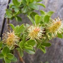 Salix arbuscula Salix arbuscula