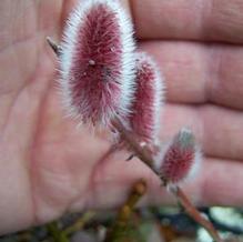 Salix gracilistyla 'Mt. Aso'