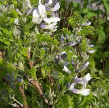 Sophora davidii