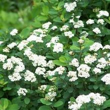 Spiraea betulifolia 'Tor' Spiraea betulifolia 'Tor'