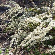 Spiraea thunbergii 'Ogon'