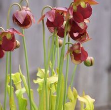 Sarracenia rubra