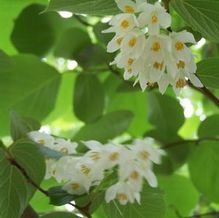 Styrax obassia