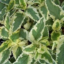 Scrophularia auriculata 'Variegata' Scrophularia auriculata 'Variegata'