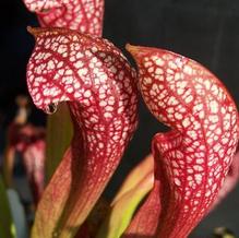 Sarracenia x wrigleyana 'Scarlet Belle' Sarracenia x wrigleyana 'Scarlet Belle'