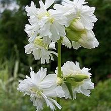 Saponaria officinalis 'Betty Arnold' Saponaria officinalis 'Betty Arnold'