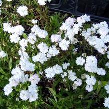 Silene alpestris 'Flore-pleno' Silene alpestris 'Flore-pleno'