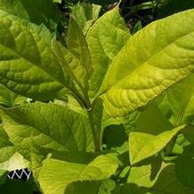 Silphium perfoliatum 'The Holy Grail' Silphium perfoliatum 'The Holy Grail'