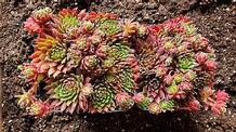 Sempervivum 'Cinnamon Starburst' Sempervivum 'Cinnamon Starburst'