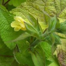 Salvia koyamae Salvia koyamae