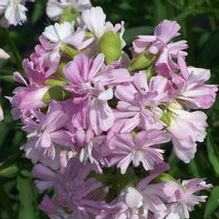 Saponaria officinalis 'Rosea-plena' Saponaria officinalis 'Rosea-plena'
