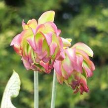 Sarracenia leucophylla 'Tarnok' Sarracenia leucophylla 'Tarnok'