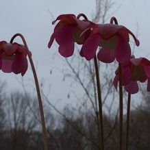 Sarracenia purpurea Sarracenia purpurea
