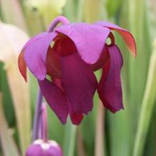 Sarracenia x 'Dixie Lace' Sarracenia x 'Dixie Lace'