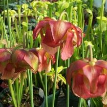 Sarracenia x 'Judith Hindle' Sarracenia x 'Judith Hindle'