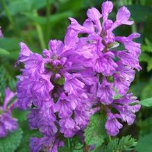 Stachys macrantha 'Superba' Stachys macrantha 'Superba'