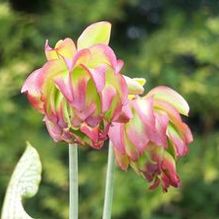 Sarracenia leucophylla 'Tarnok'