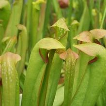 Sarracenia minor Sarracenia minor