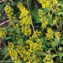 Solidago flexicaulis 'Variegata' Solidago flexicaulis 'Variegata'
