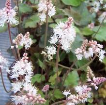 Tiarella cordifolia var. collina (syn. T. wherryi) Tiarella cordifolia var. collina (syn. T. wherryi)