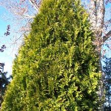 Thuja occidentalis 'Lutea' Thuja occidentalis 'Lutea'
