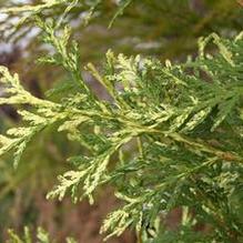 Thuja occidentalis 'Wansdyke Silver' Thuja occidentalis 'Wansdyke Silver'