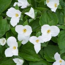 Trillium grandiflorum Trillium grandiflorum
