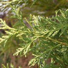 Thuja occidentalis 'Wansdyke Silver'