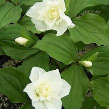 Trillium grandiflorum 'Plenum'