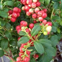 Vaccinium vitis-idaea f. majus Vaccinium vitis-idaea f. majus