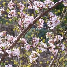 Viburnum farreri Viburnum farreri