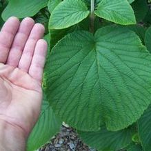 Viburnum furcatum