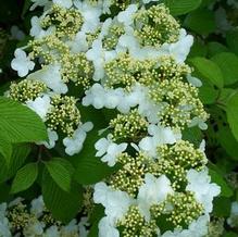 Viburnum plicatum f. tomentosum 'Shoshoni' Viburnum plicatum f. tomentosum 'Shoshoni'