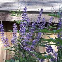 Vitex agnus-castus 'Abbeville Blue' Vitex agnus-castus 'Abbeville Blue'
