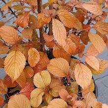 Viburnum plicatum f. tomentosum 'Copper Ridges'