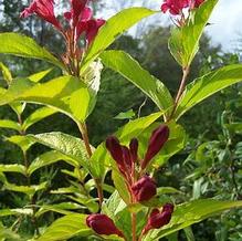 Weigela florida 'Rubidor' Weigela florida 'Rubidor'