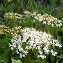 Viburnum betulifolium Viburnum betulifolium