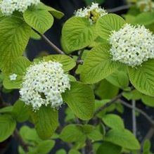 Viburnum burejaeticum Viburnum burejaeticum