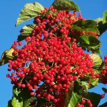 Viburnum dilatatum 'Erie' Viburnum dilatatum 'Erie'