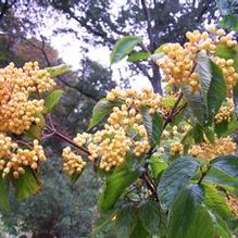 Viburnum dilatatum 'Michael Dodge' Viburnum dilatatum 'Michael Dodge'