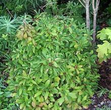Viburnum farreri 'Nanum' Viburnum farreri 'Nanum'